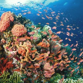 Tubbataha Reef